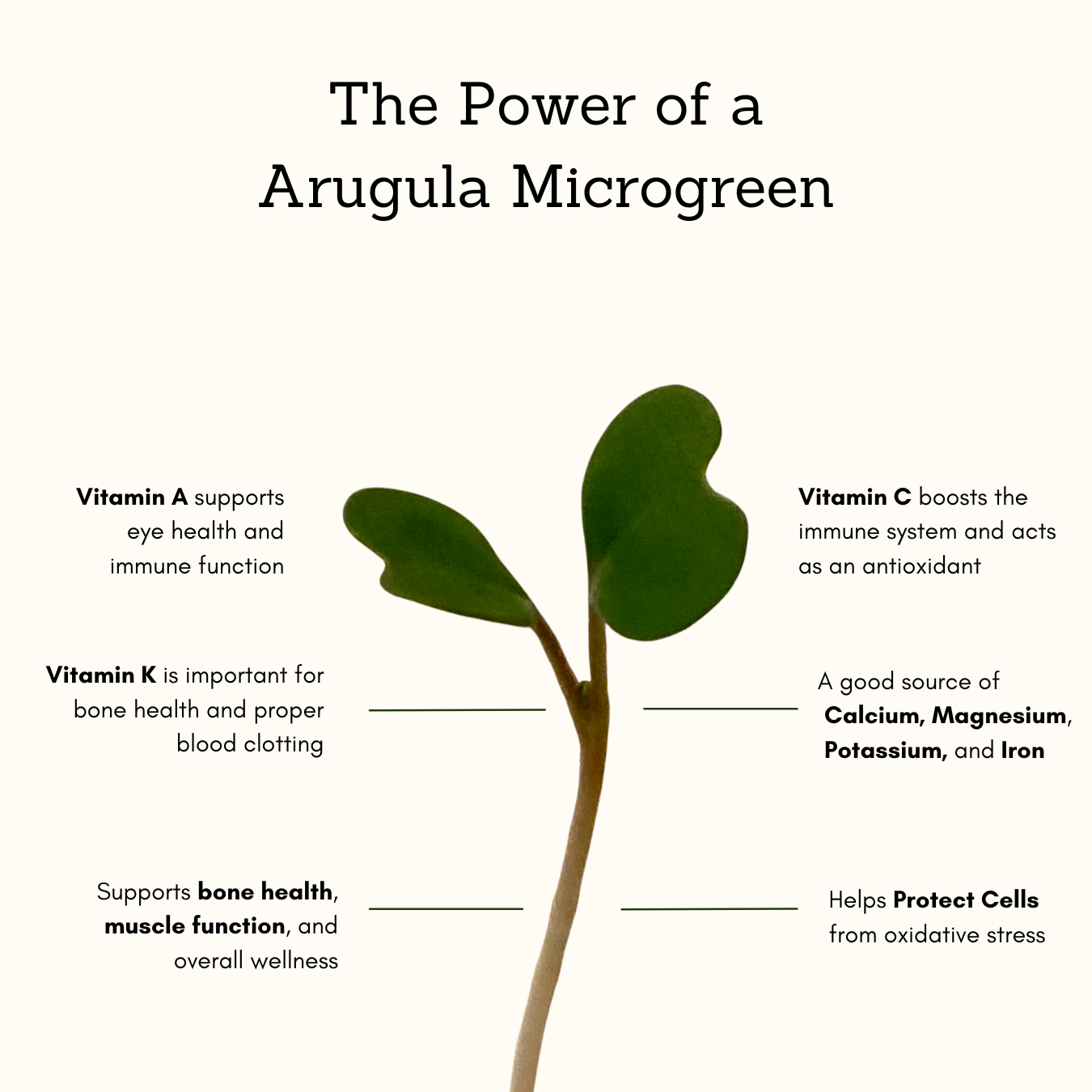 Arugula Freeze Dried Microgreens