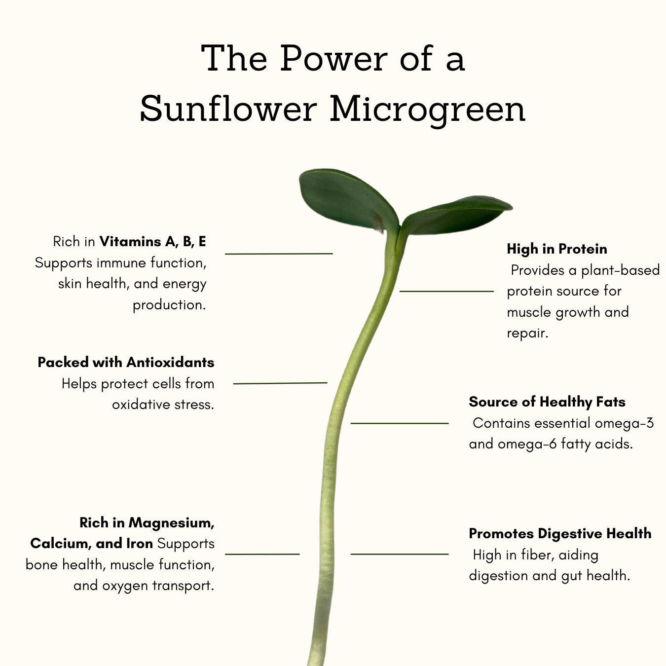 Sunflower Freeze Dried Microgreens
