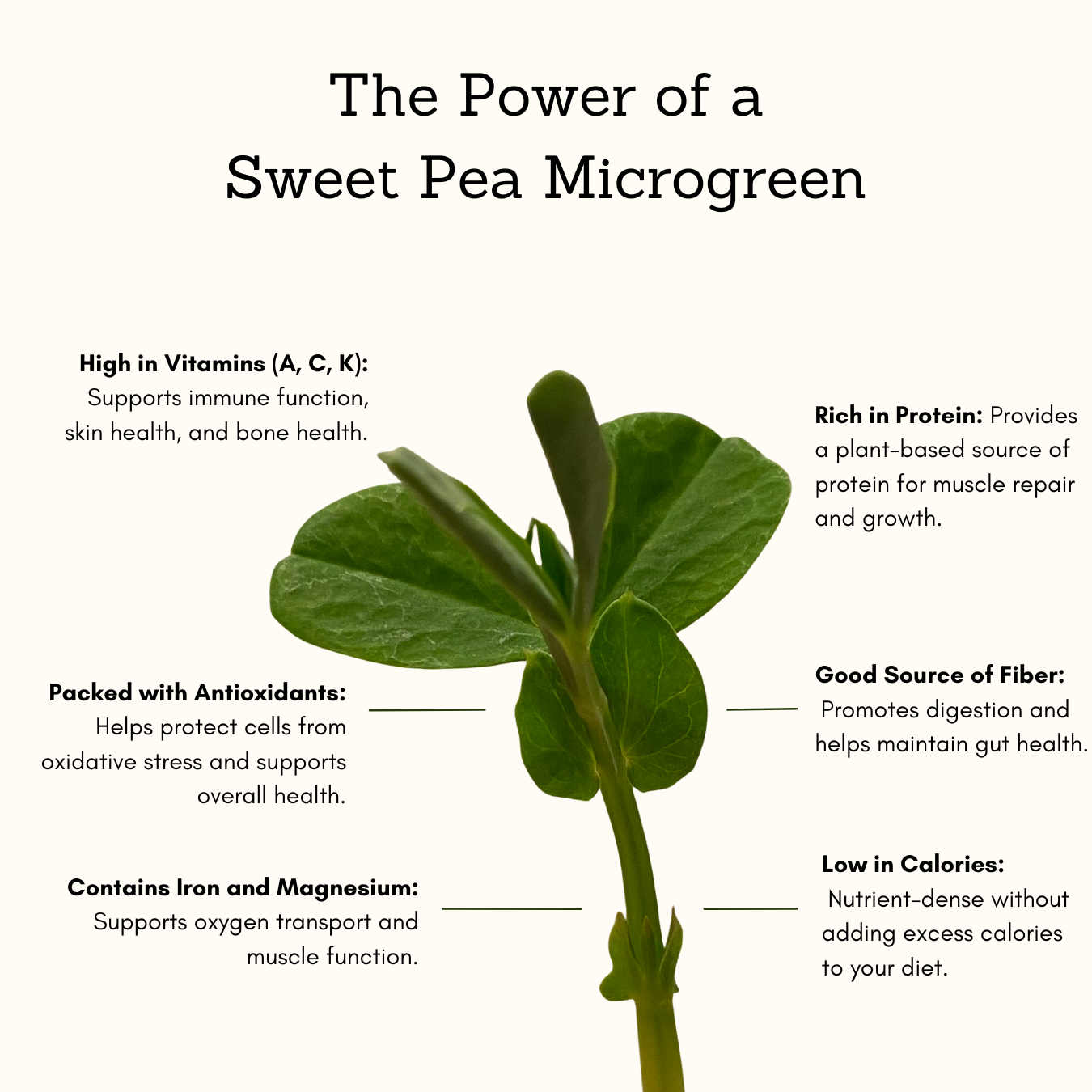 Complete Protein Blend Microgreen Powder