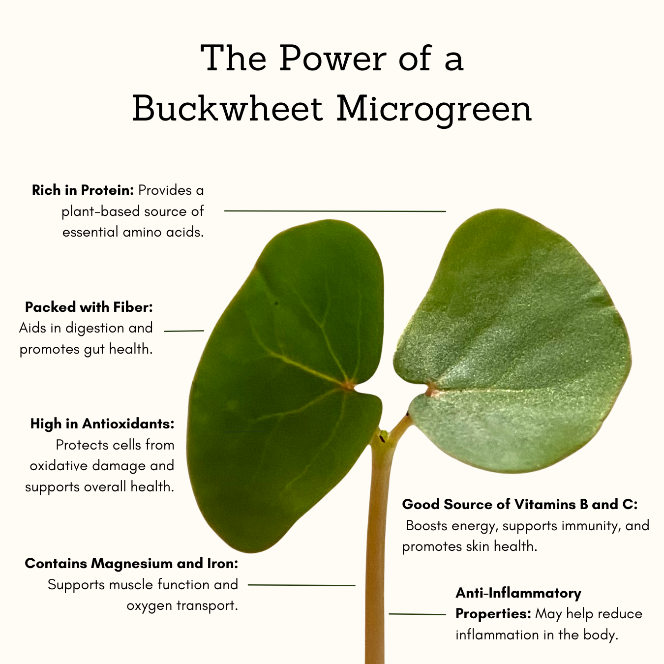 Complete Protein Blend