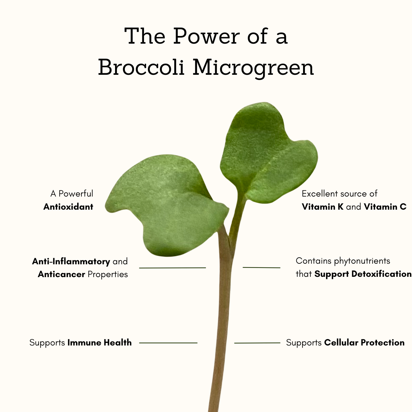 Broccoli Microgreen Powder