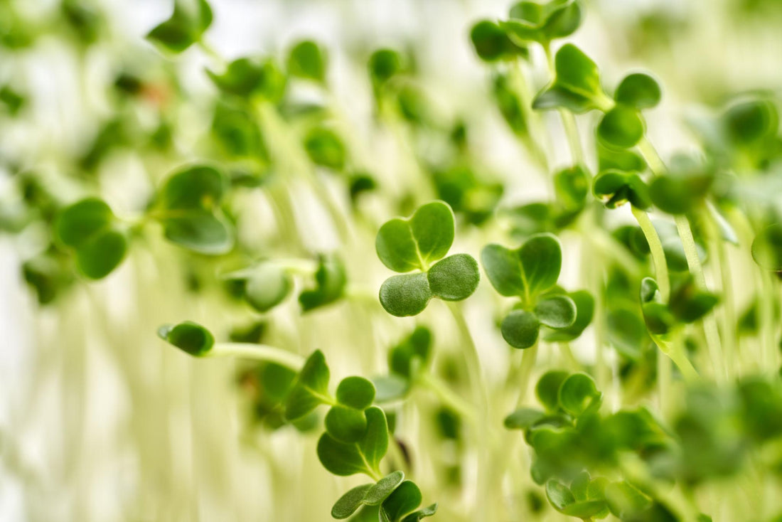 The Health Benefits of Broccoli Microgreens