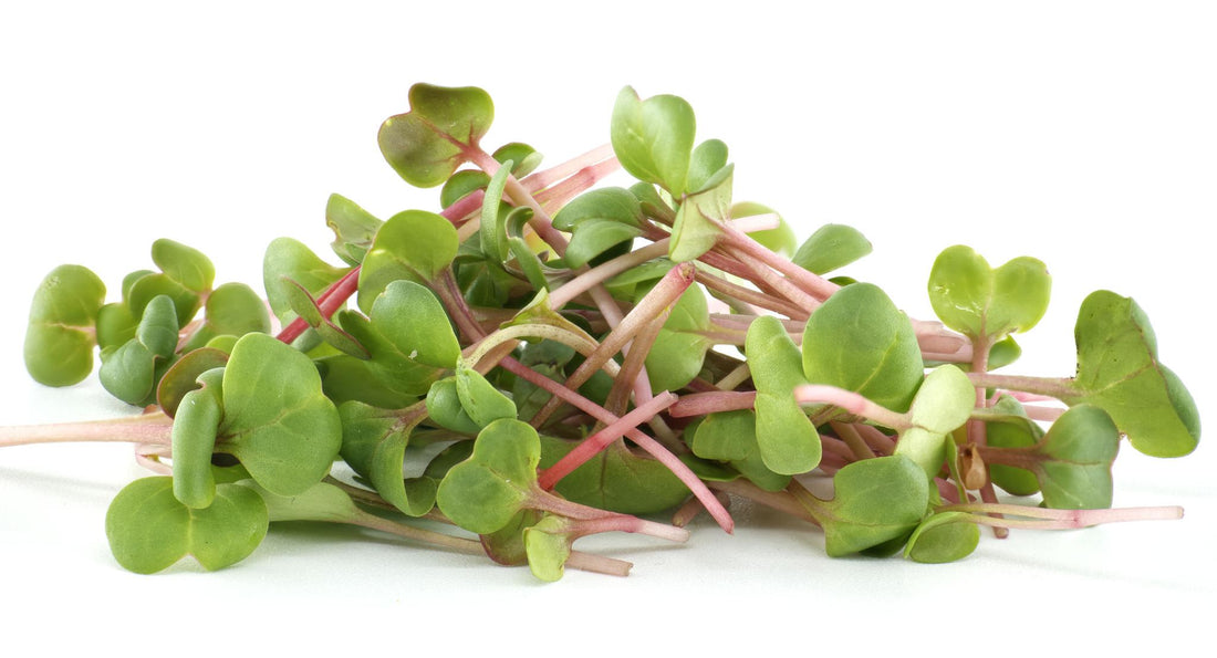 Radish Microgreens: Tiny Greens with Big Nutritional Power