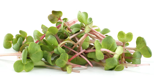 Radish Microgreens: Tiny Greens with Big Nutritional Power