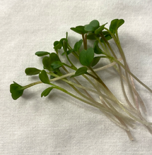 Load image into Gallery viewer, Arugula
